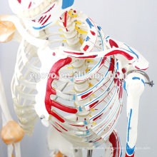 SKELETON03-1 (12363-1) Medical Science Life Size Medical Flexible Skeleton with Muscles and Ligaments, 170cm Skeleton Model